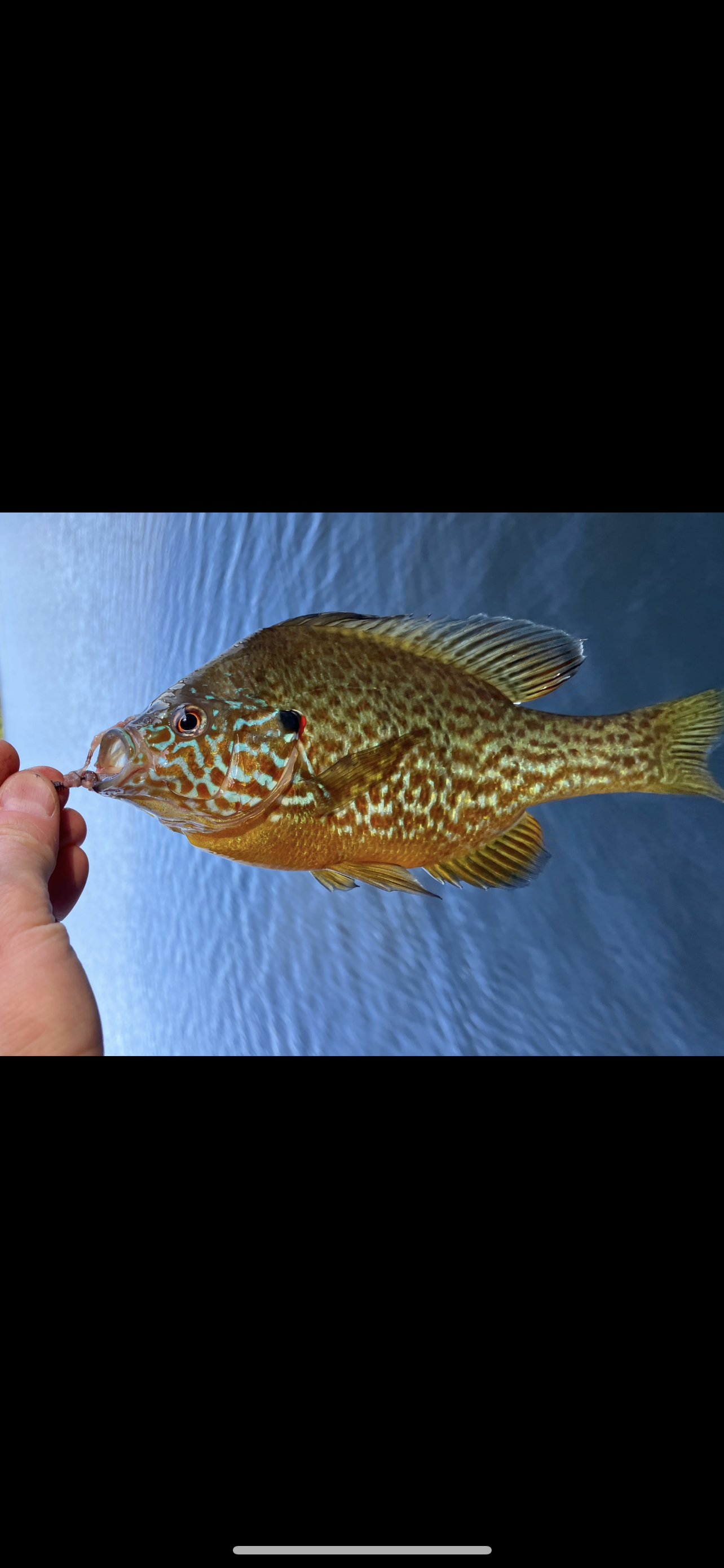 Flashy Fish - Pumpkinseed Original Painting